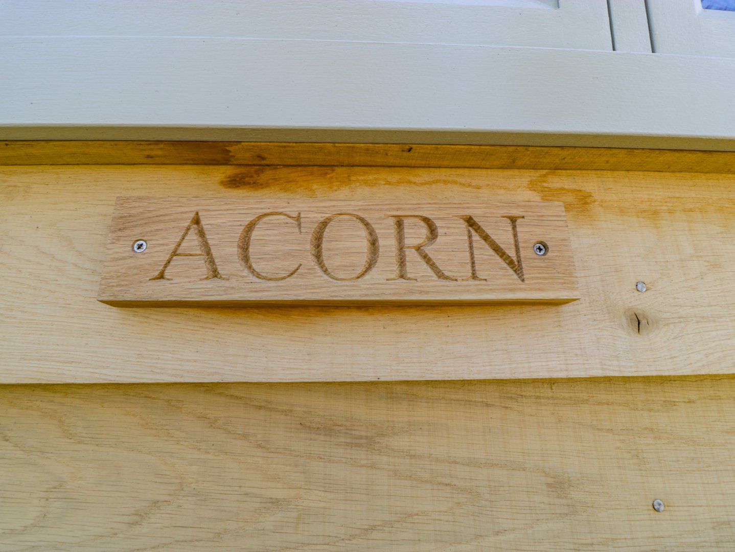 Acorn photo 2
