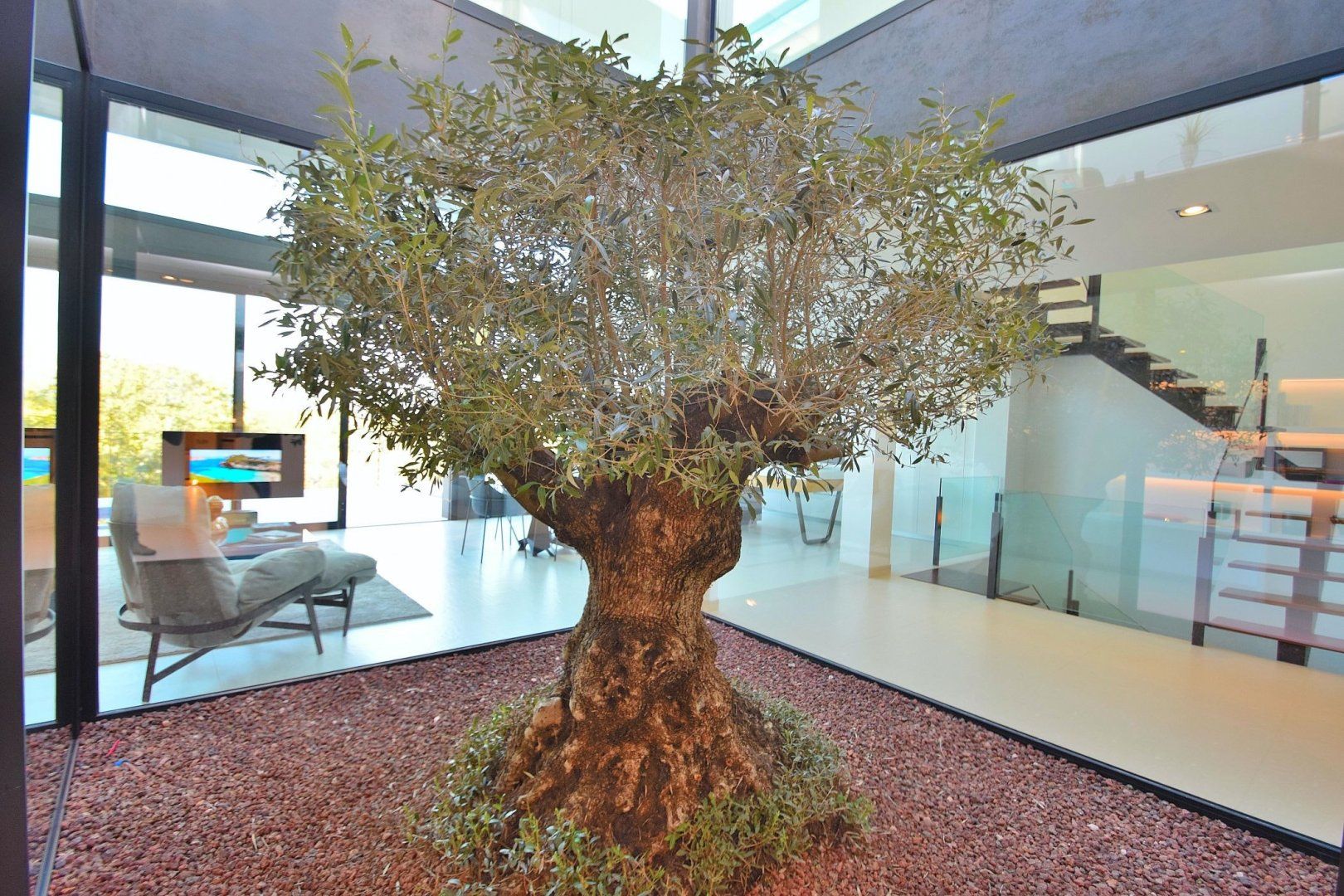 Olive Branches photo 8