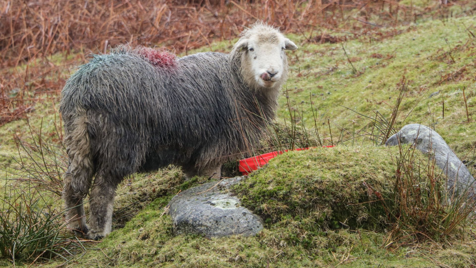 Windermere photo 8