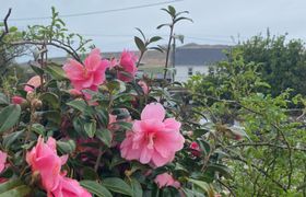 Luxury Dingle Farmhouse Rental reviews