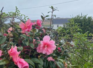 Luxury Dingle Farmhouse Rental