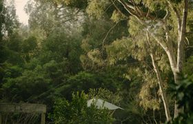 Under the Ferns