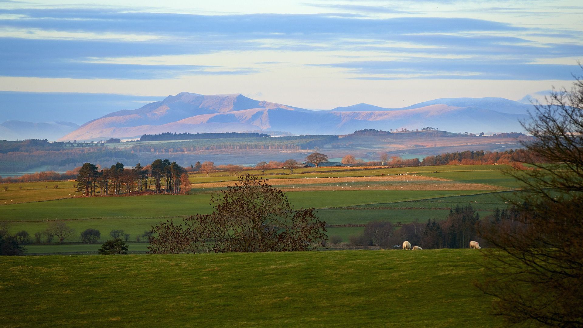 The Golden Hills photo 3