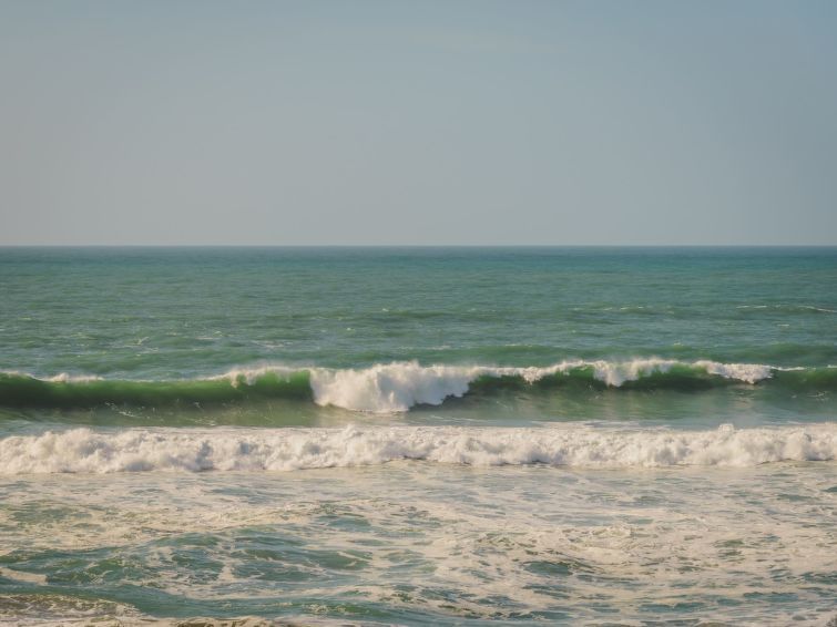 Salty Sea Dog photo 58