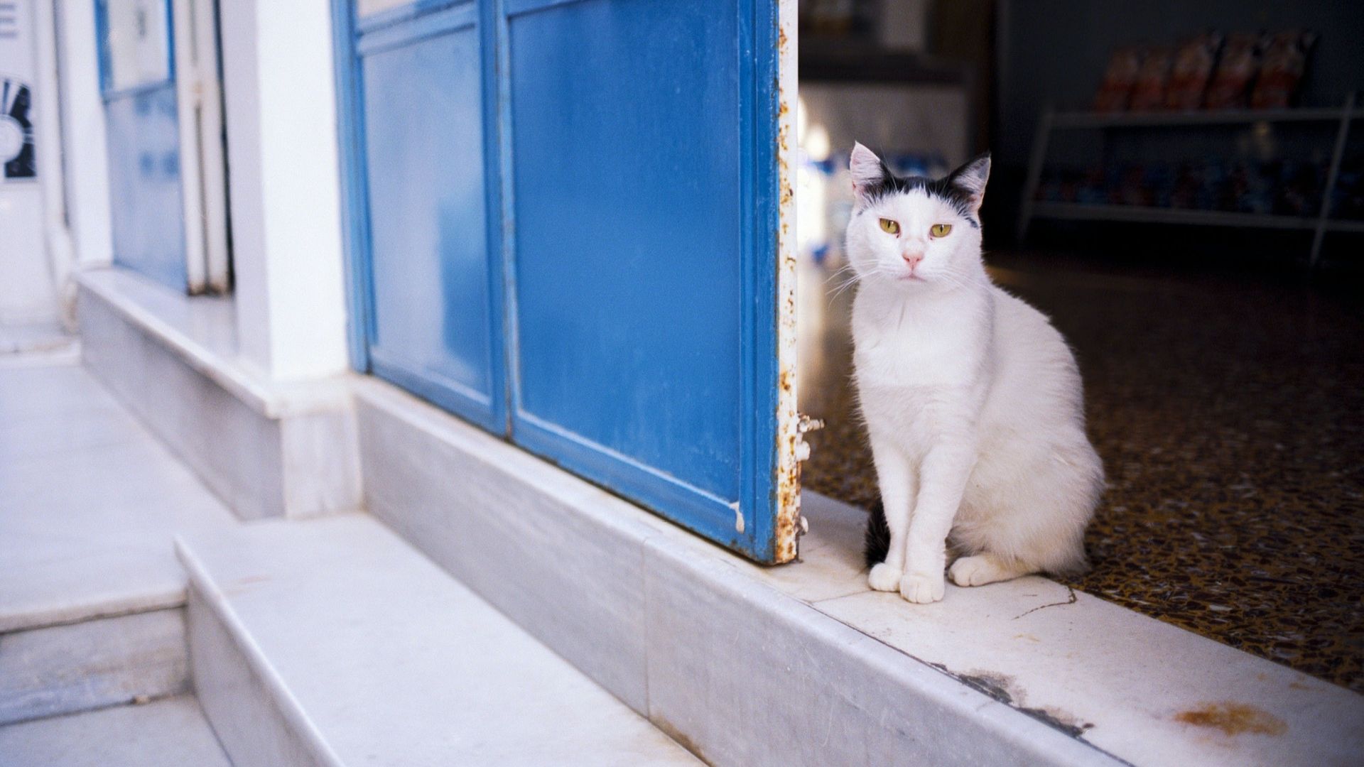 Modern Greek Spirit photo 7