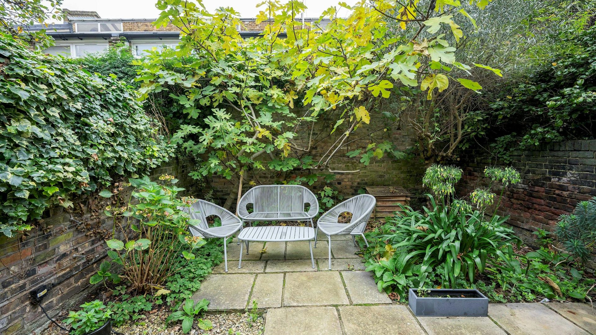 Garden Fig photo 3