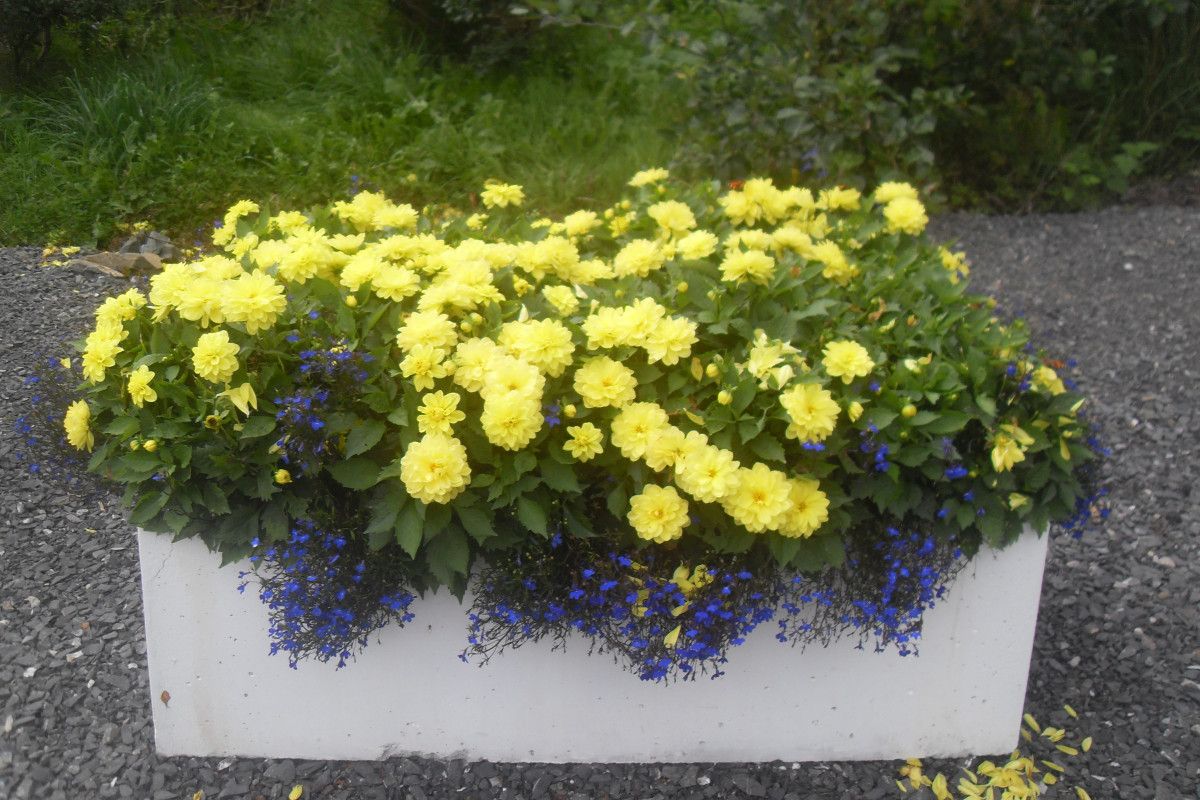 Cavan Country Cottage photo 5