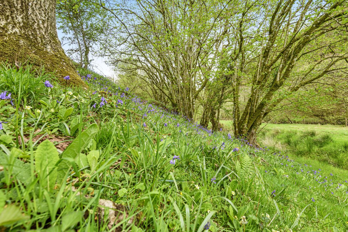 West Hollowcombe Farm photo 24