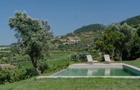 Vines of the Douro