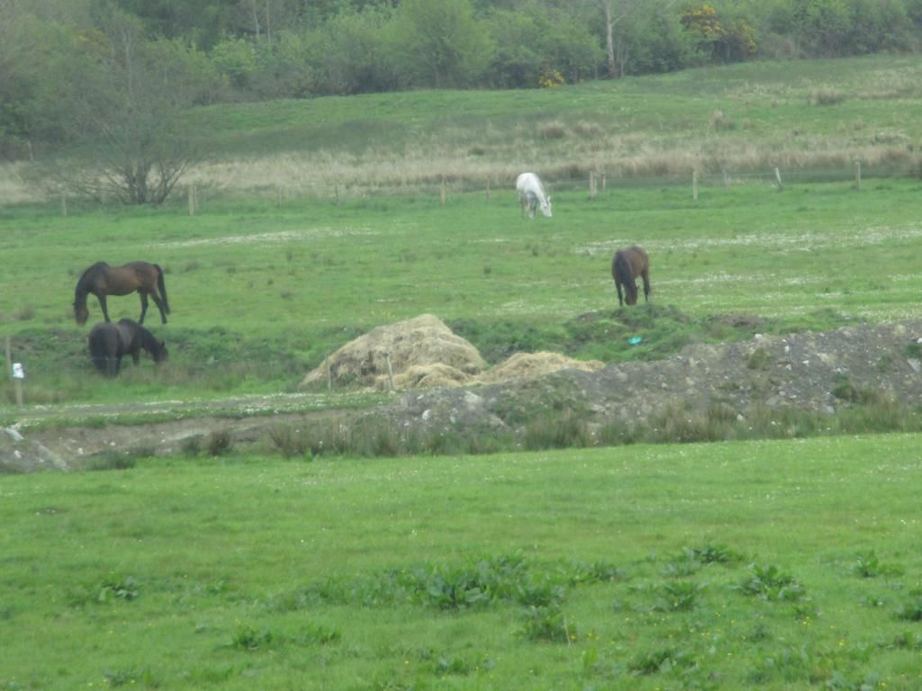 O Briens Self Catering photo 2