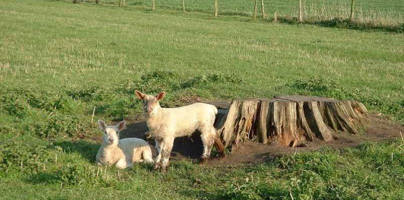 Dilton Court Farm Bed and Breakfast photo 5