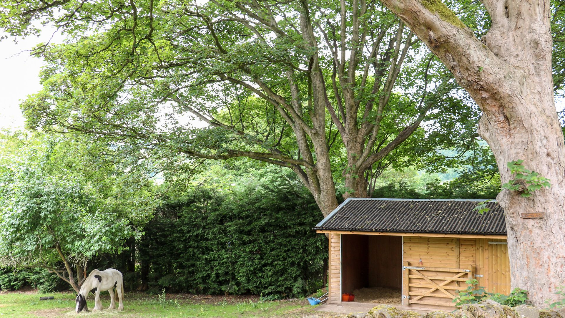 Bluebell Cottage photo 7