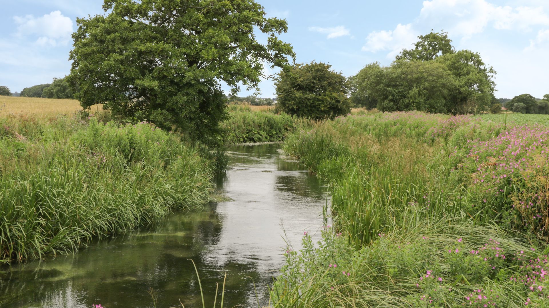 Kingfisher Corner photo 7