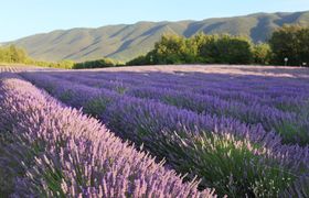 Lavender Bloom reviews